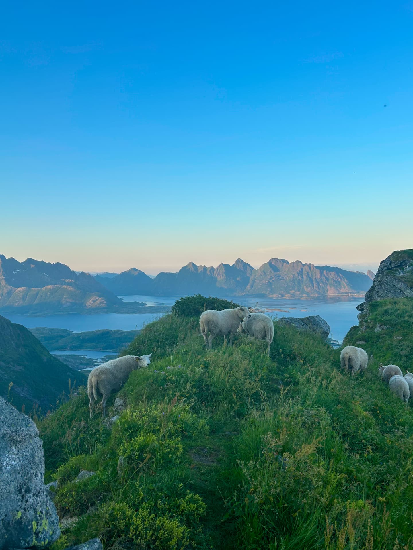 Sauer beiter på en grønn fjellrygg med fjellrekke og himmel i bakgrunnen